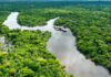 Aerial view of river and lush green forest