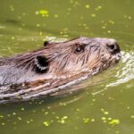 A beaver swimming in a greenish body of water