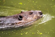 A beaver swimming in a greenish body of water