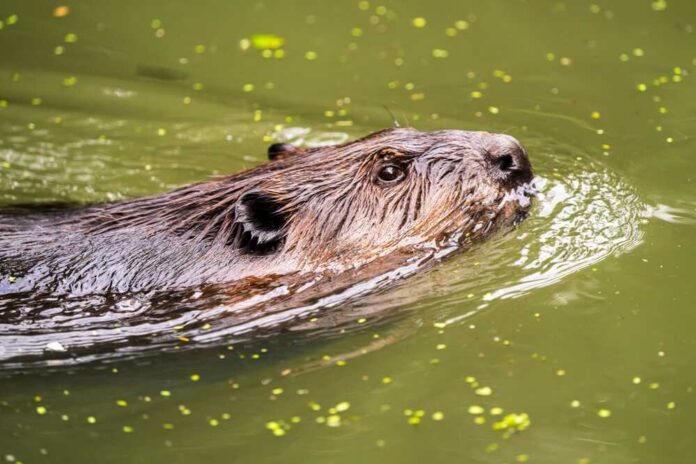 A beaver swimming in a greenish body of water