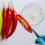 Hand holding a sliced red chili pepper with seeds visible