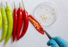 Hand holding a sliced red chili pepper with seeds visible