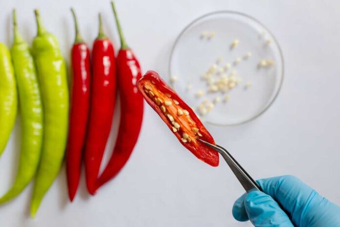 Hand holding a sliced red chili pepper with seeds visible