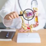 Doctor examining an anatomical model of the digestive system with a magnifying glass