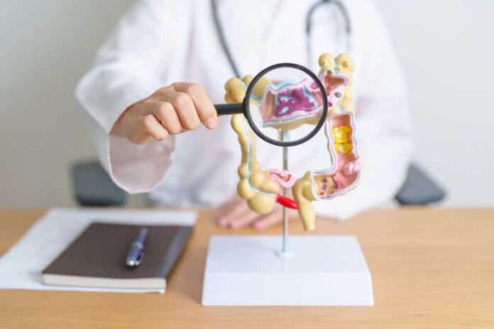 Doctor examining an anatomical model of the digestive system with a magnifying glass