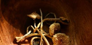 Dried mushrooms arranged in a wooden bowl