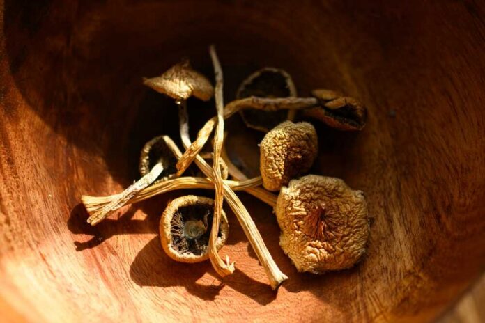 Dried mushrooms arranged in a wooden bowl