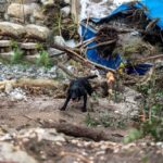 A black dog navigating through flood debris near a damaged area