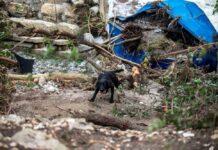 A black dog navigating through flood debris near a damaged area
