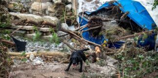 A black dog navigating through flood debris near a damaged area