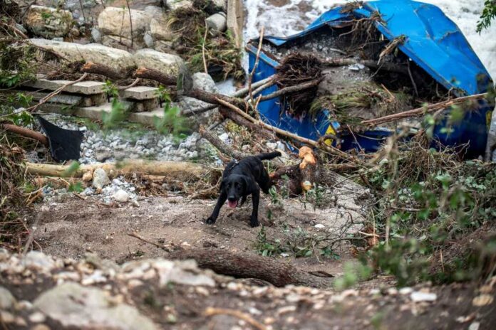 A black dog navigating through flood debris near a damaged area