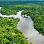 Aerial view of river and lush green forest