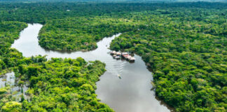Aerial view of river and lush green forest