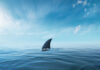 A shark fin emerging from calm ocean waters under a blue sky