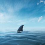 A shark fin emerging from calm ocean waters under a blue sky
