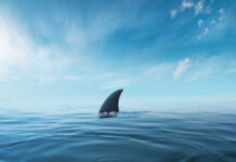 A shark fin emerging from calm ocean waters under a blue sky