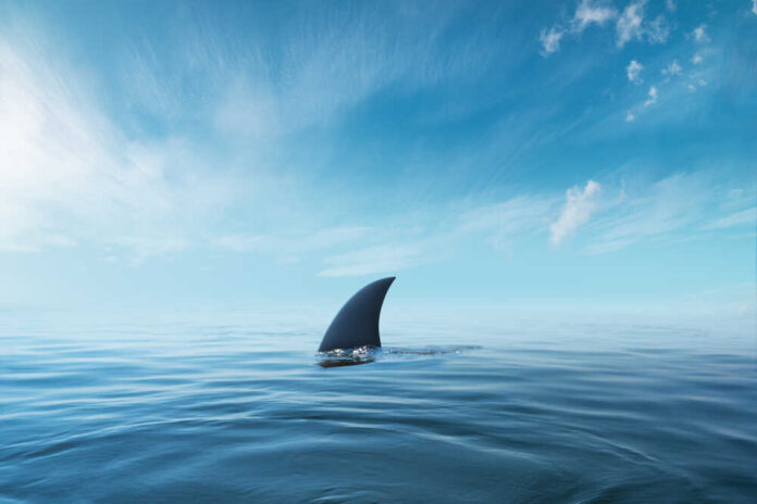 A shark fin emerging from calm ocean waters under a blue sky