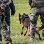Military personnel training with a working dog in a grassy field
