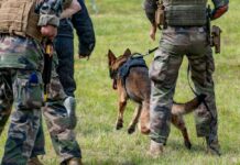 Military personnel training with a working dog in a grassy field