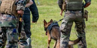 Military personnel training with a working dog in a grassy field