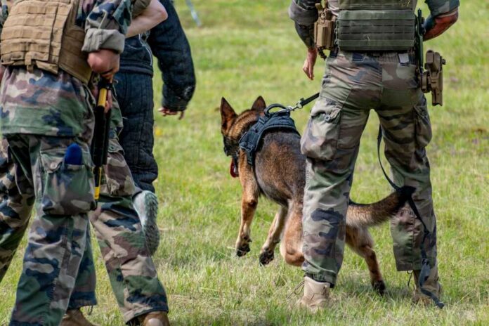 Military personnel training with a working dog in a grassy field