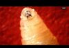 Eradicated Pest Returns—In Texas USDA confirms case of New World Screwworm in South Texas
