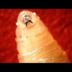 Eradicated Pest Returns—In Texas USDA confirms case of New World Screwworm in South Texas