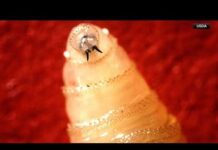 USDA confirms case of New World Screwworm in South Texas