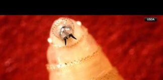 USDA confirms case of New World Screwworm in South Texas