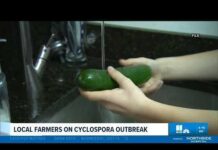 America’s Parasite Outbreak Is Bigger Than Taco Bell CDC issues new guidance to wash fruits, vegetables amid Cyclospora outbreak