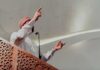 A Holiday Bill Ignites A Religious Showdown Speaker in traditional attire gesturing from a carved wooden podium